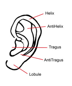 ear-final-anatomy-sm
