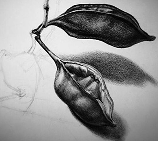 Drawing of Seed Pods