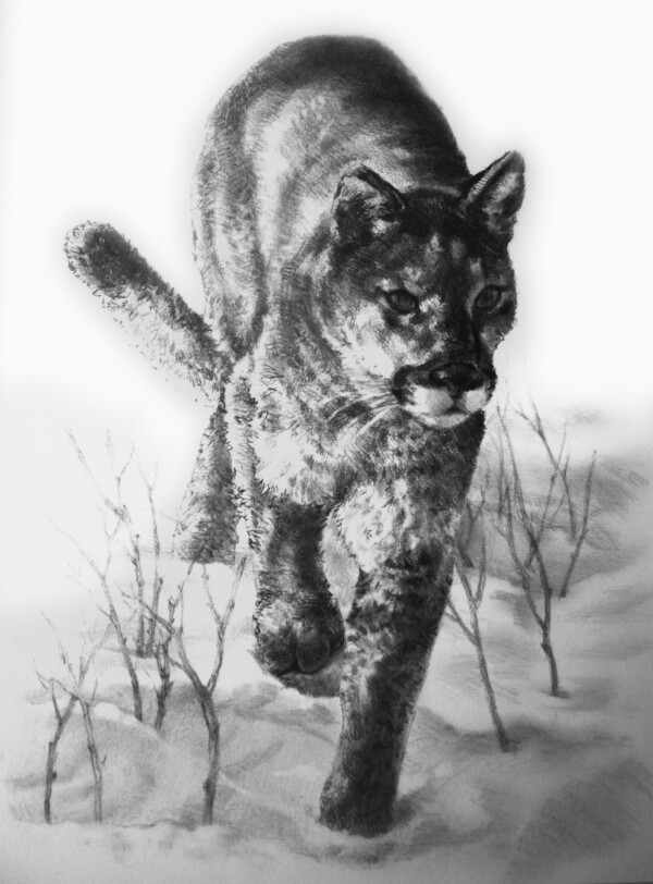 Graphite Drawing of a Cougar by Kevin McCain