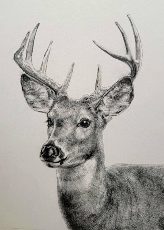 Graphite drawing of a mule deer by the artist Kevin McCain