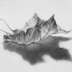 pencil drawing of a leaf by the artist Kevin McCain