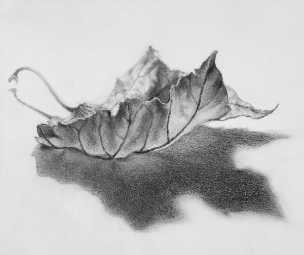 pencil drawing of a leaf by the artist Kevin McCain